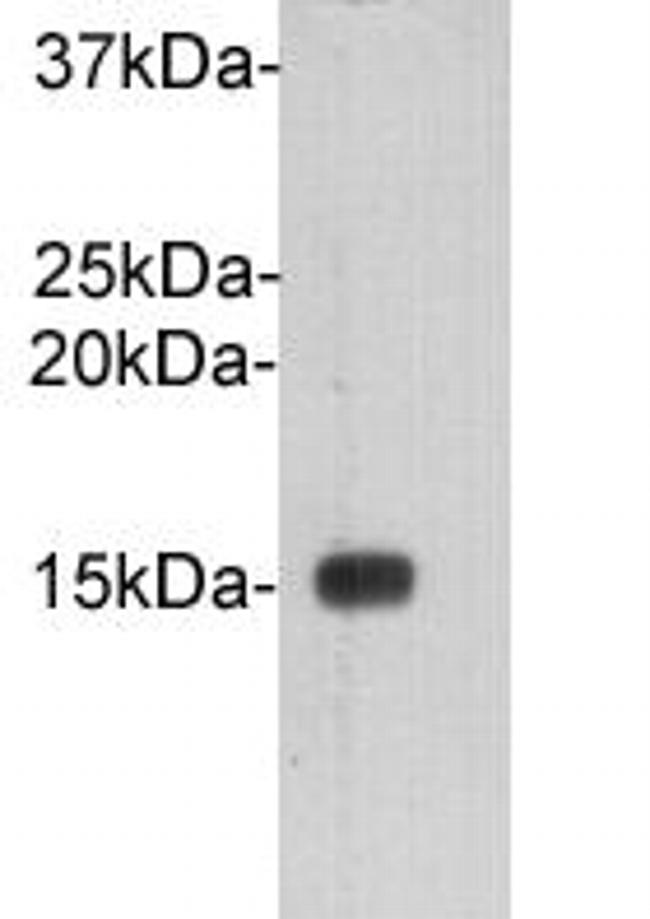 Cystatin C Antibody in Western Blot (WB)