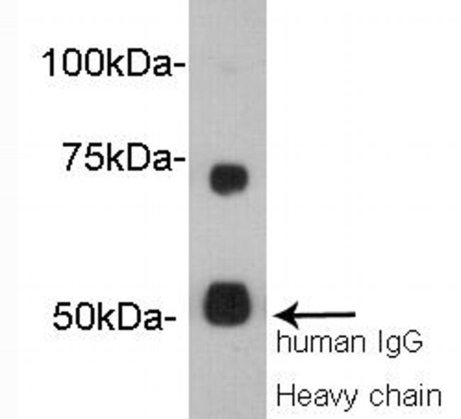 Protein S Antibody in Western Blot (WB)