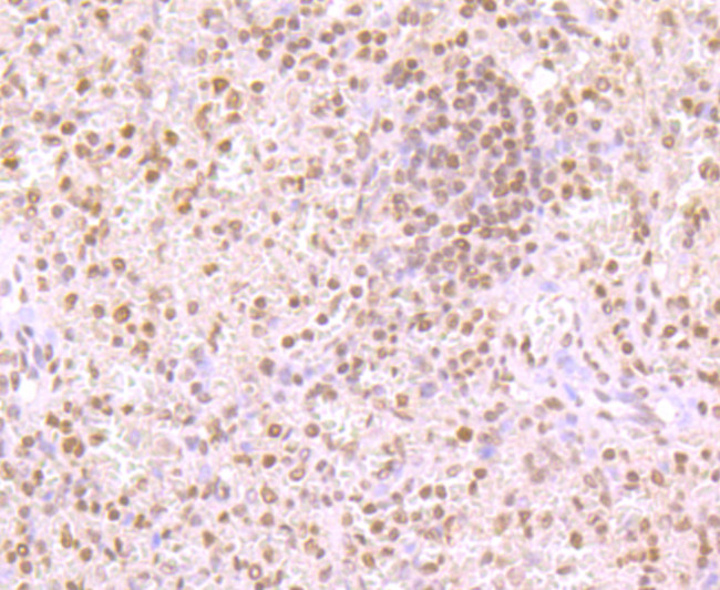 USP36 Antibody in Immunohistochemistry (Paraffin) (IHC (P))