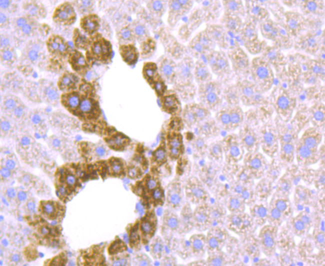 ZIP12 Antibody in Immunohistochemistry (Paraffin) (IHC (P))