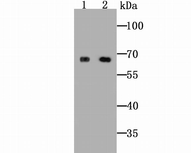 ZIP12 Antibody in Western Blot (WB)