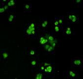 MGMT Antibody in Immunocytochemistry (ICC/IF)