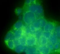 CD90 (Thy-1) Antibody in Immunocytochemistry (ICC/IF)