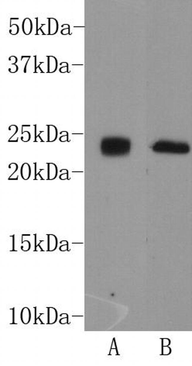 CD90 (Thy-1) Antibody in Western Blot (WB)