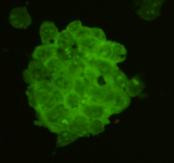 CD56 (NCAM) Antibody in Immunocytochemistry (ICC/IF)