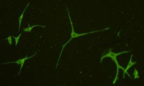 alpha Tubulin Antibody in Immunocytochemistry (ICC/IF)