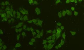 alpha Tubulin Antibody in Immunocytochemistry (ICC/IF)