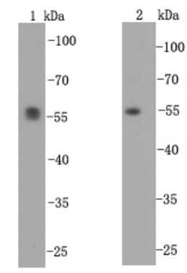 alpha Tubulin Antibody in Western Blot (WB)