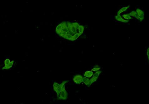 GSK3 alpha Antibody in Immunocytochemistry (ICC/IF)