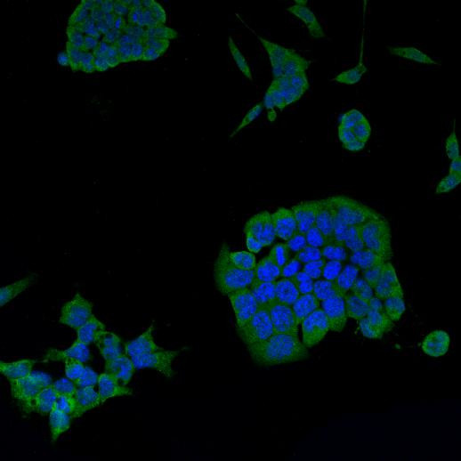 Psg16 Antibody in Immunocytochemistry (ICC/IF)