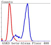 GSK3B Antibody in Flow Cytometry (Flow)