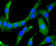 GSK3B Antibody in Immunocytochemistry (ICC/IF)