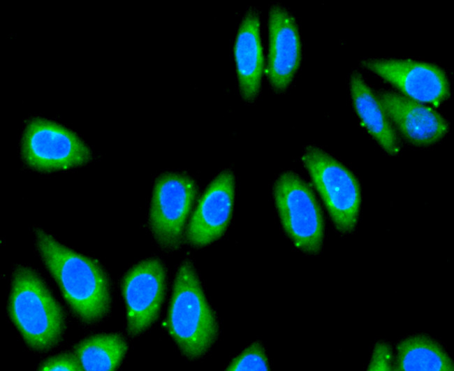 Cytochrome C Antibody in Immunocytochemistry (ICC/IF)