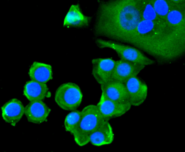 Cytochrome C Antibody in Immunocytochemistry (ICC/IF)