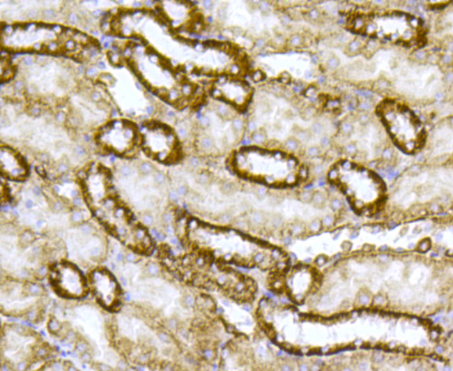 Cytochrome C Antibody in Immunohistochemistry (Paraffin) (IHC (P))