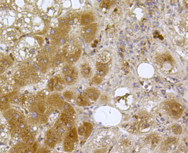 Cytochrome C Antibody in Immunohistochemistry (Paraffin) (IHC (P))