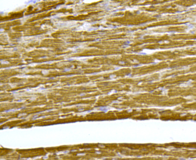 Cytochrome C Antibody in Immunohistochemistry (Paraffin) (IHC (P))