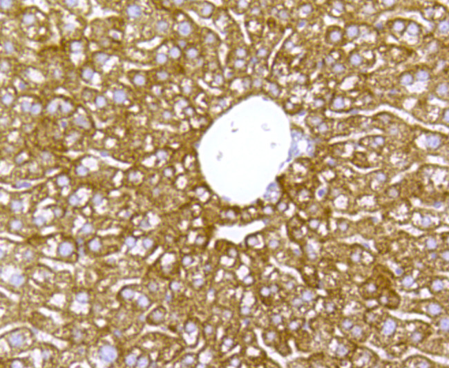 Cytochrome C Antibody in Immunohistochemistry (Paraffin) (IHC (P))