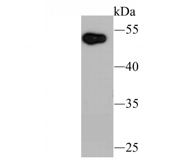 UBA3 Antibody in Western Blot (WB)