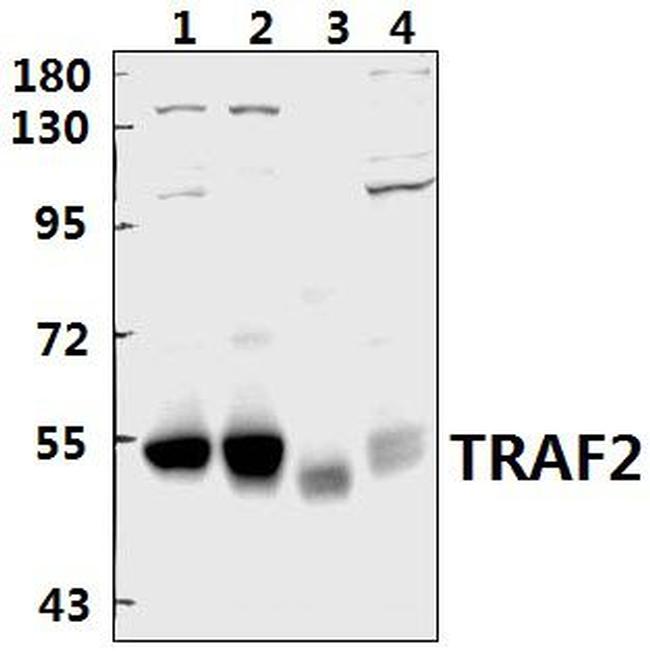 TRAF2 Antibody in Western Blot (WB)