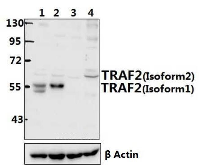 TRAF2 Antibody in Western Blot (WB)