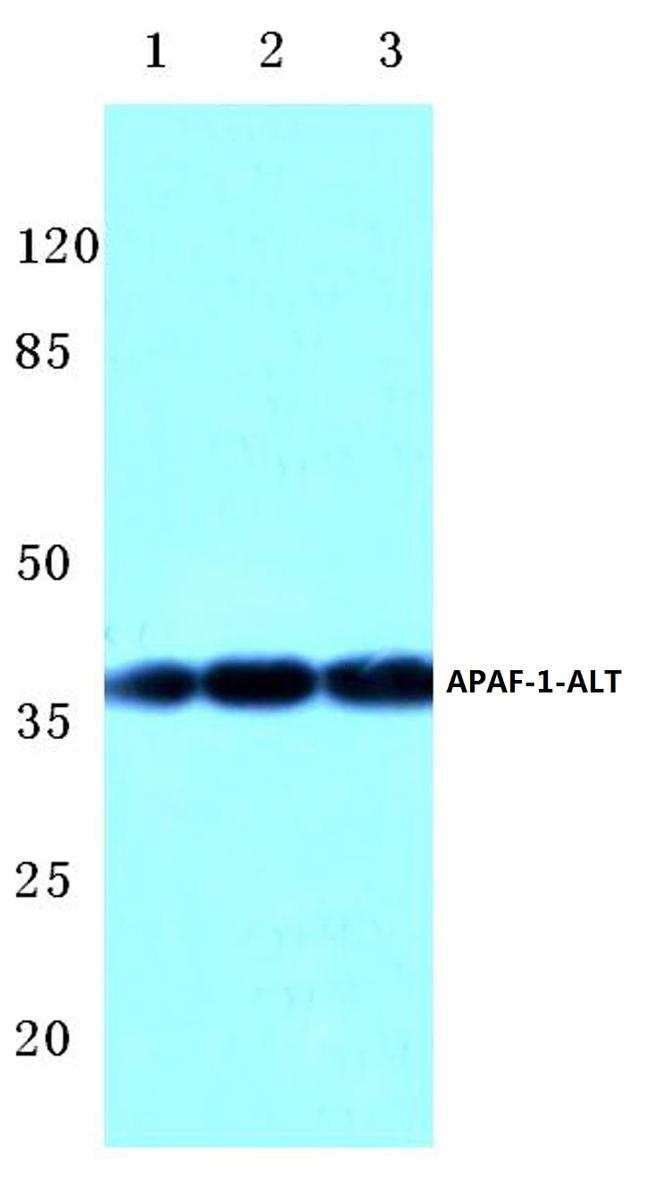 APAF1 Antibody in Western Blot (WB)