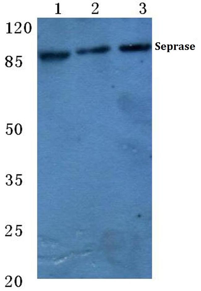 FAP Antibody in Western Blot (WB)