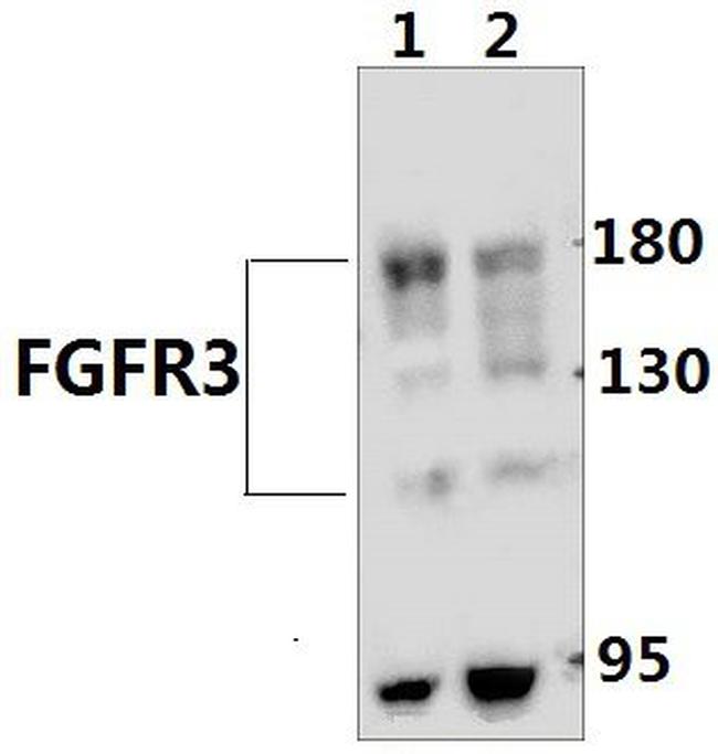 FGFR3 Antibody in Western Blot (WB)