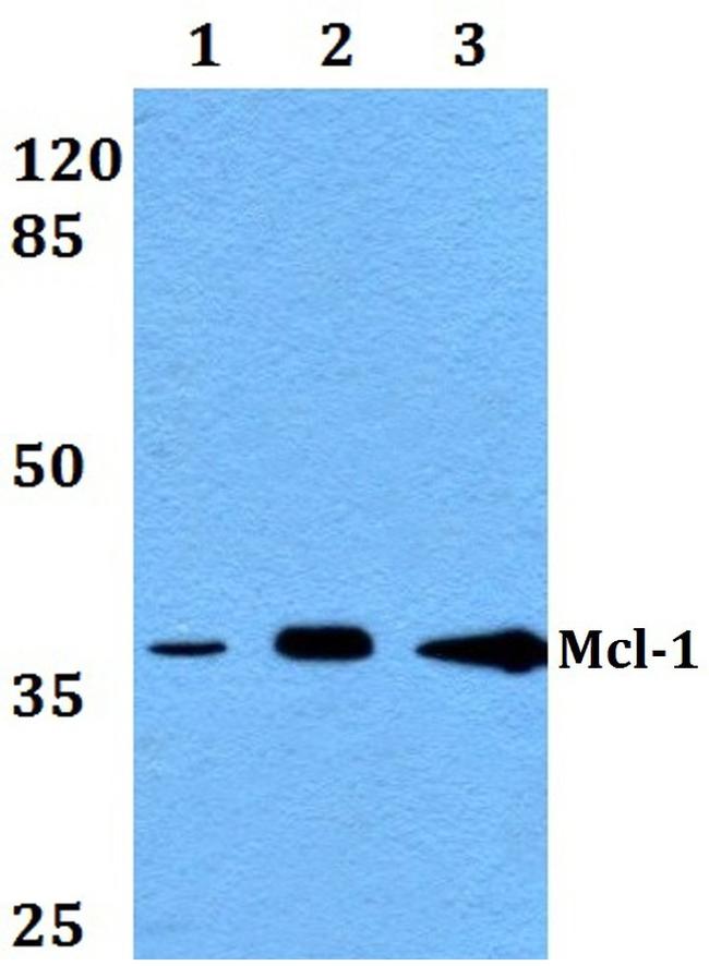 MCL-1 Antibody in Western Blot (WB)