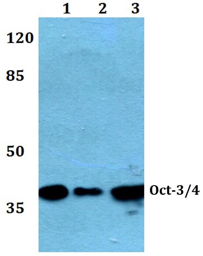 OCT3/4 Antibody in Western Blot (WB)