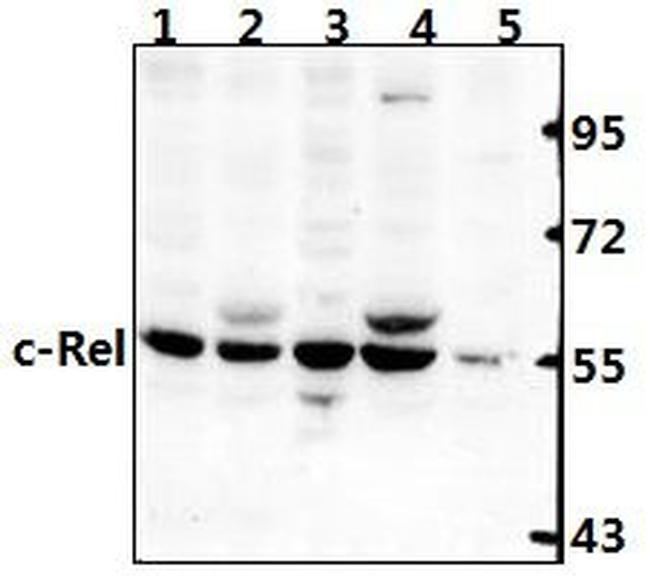 c-Rel Antibody in Western Blot (WB)