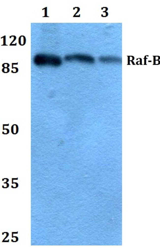 B-Raf Antibody in Western Blot (WB)