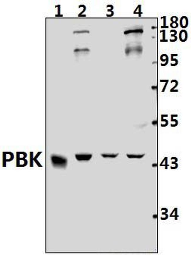 PBK Antibody in Western Blot (WB)