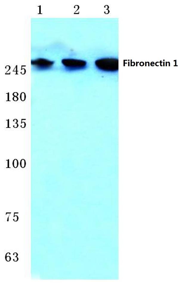 Fibronectin Antibody in Western Blot (WB)