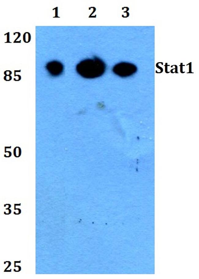 STAT1 Antibody in Western Blot (WB)