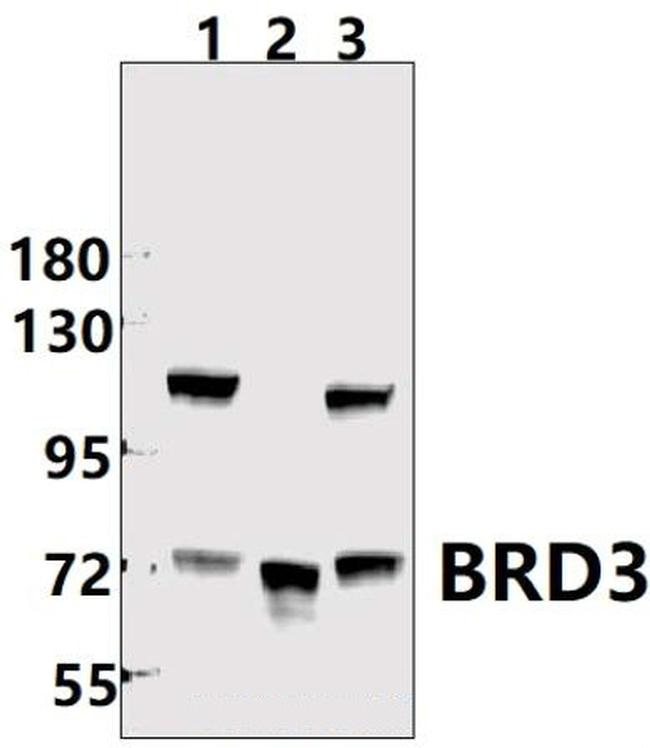 BRD3 Antibody in Western Blot (WB)