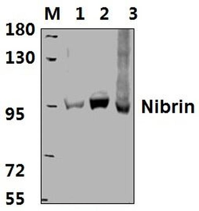 NBS1 Antibody in Western Blot (WB)