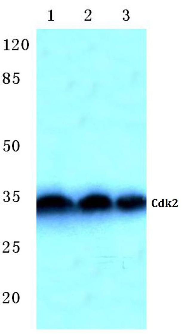 CDK2 Antibody in Western Blot (WB)