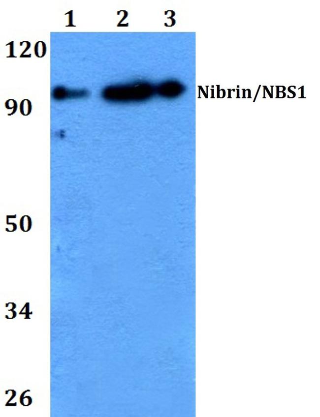 NBS1 Antibody in Western Blot (WB)