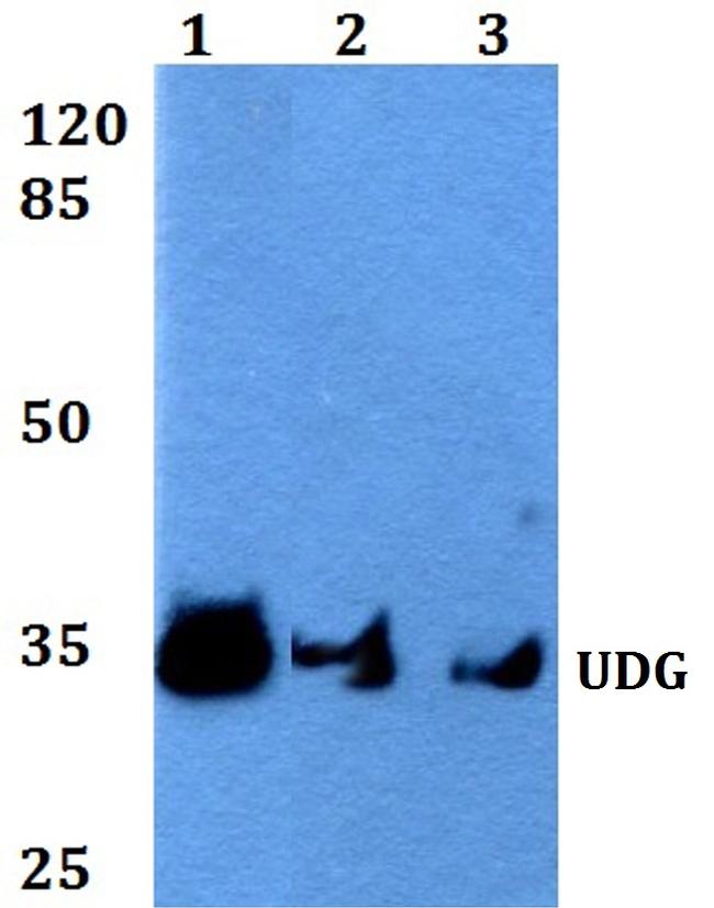 UNG Antibody in Western Blot (WB)