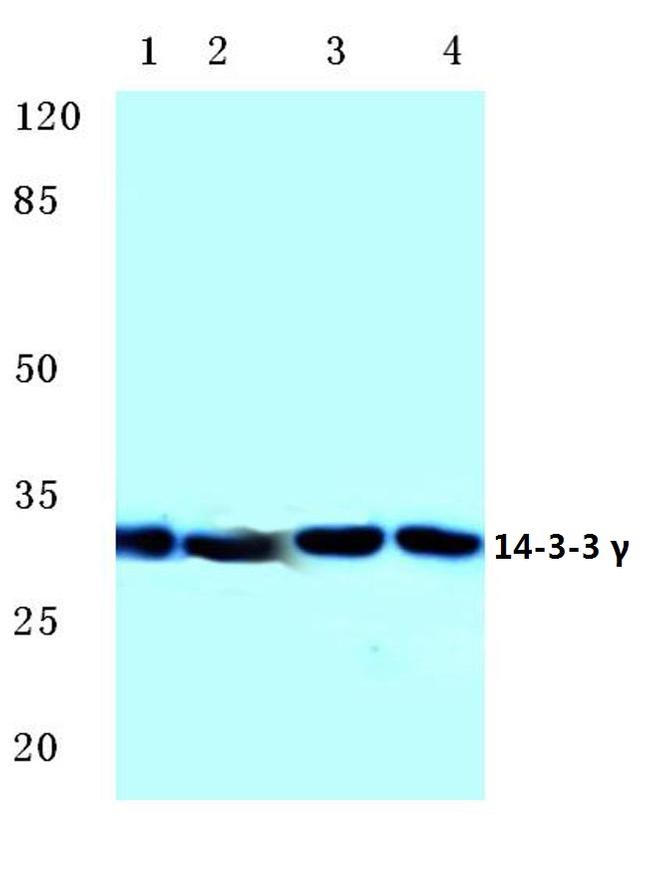 14-3-3 gamma Antibody in Western Blot (WB)