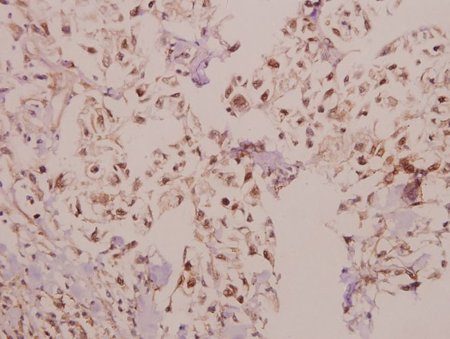 Laminin alpha-4 Antibody in Immunohistochemistry (Paraffin) (IHC (P))