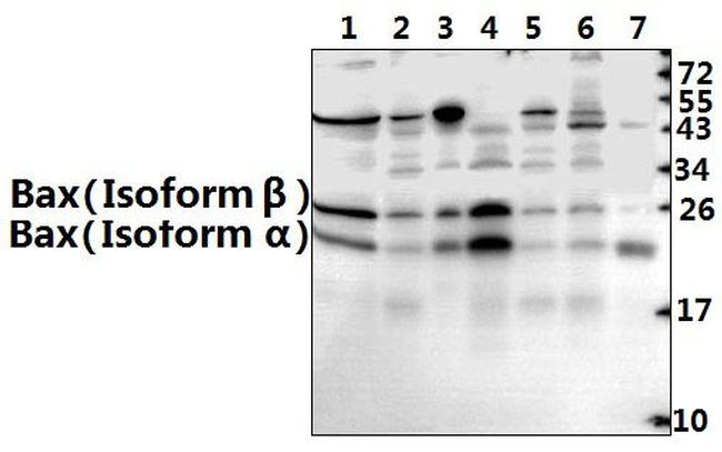 Bax Antibody in Western Blot (WB)