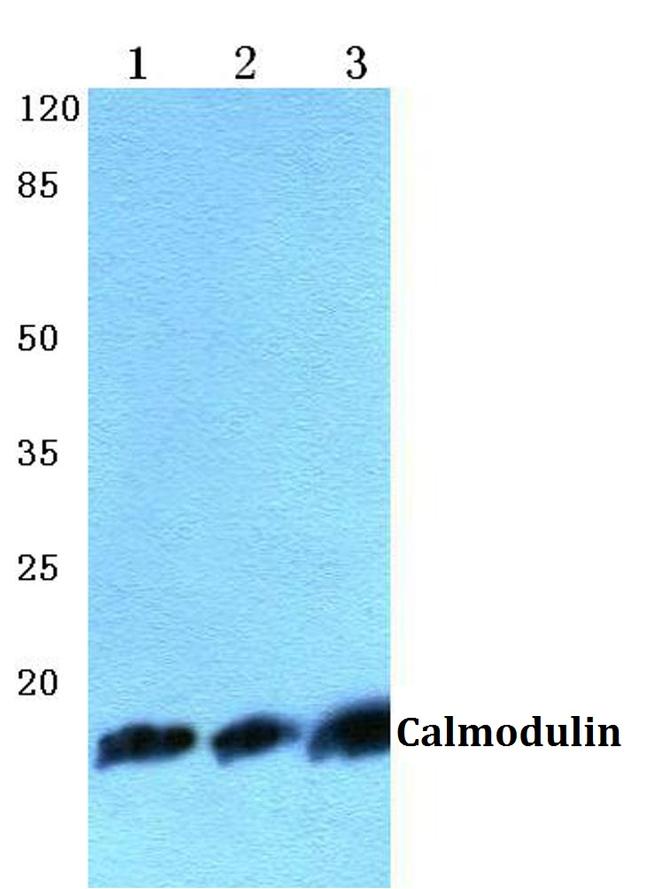 Calmodulin Antibody in Western Blot (WB)