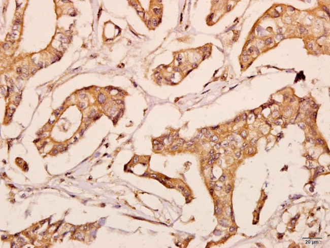 POLR2E Antibody in Immunohistochemistry (Paraffin) (IHC (P))