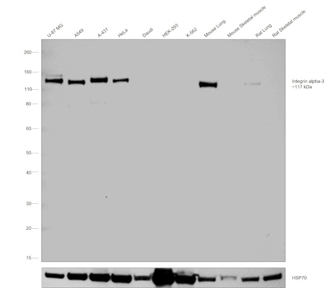 ITGA3 Antibody