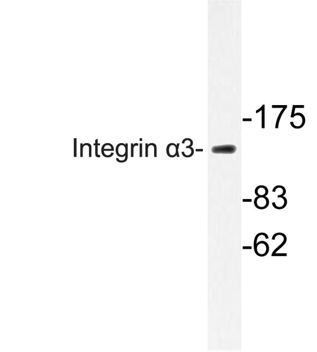 ITGA3 Antibody in Western Blot (WB)