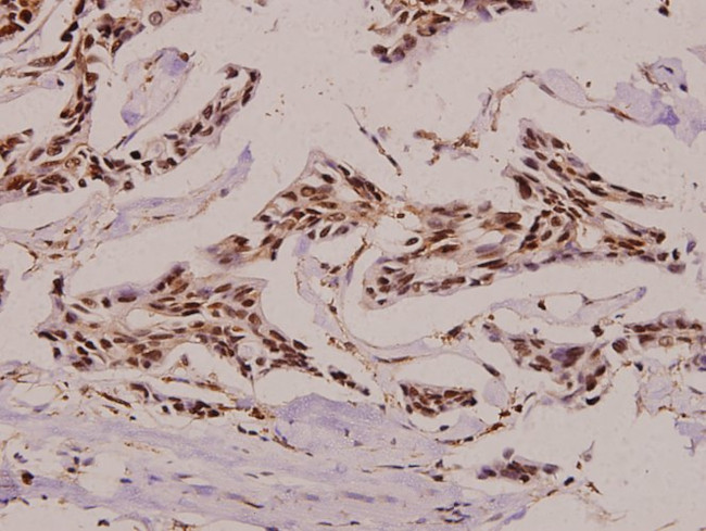 Carbonic Anhydrase II Antibody in Immunohistochemistry (Paraffin) (IHC (P))