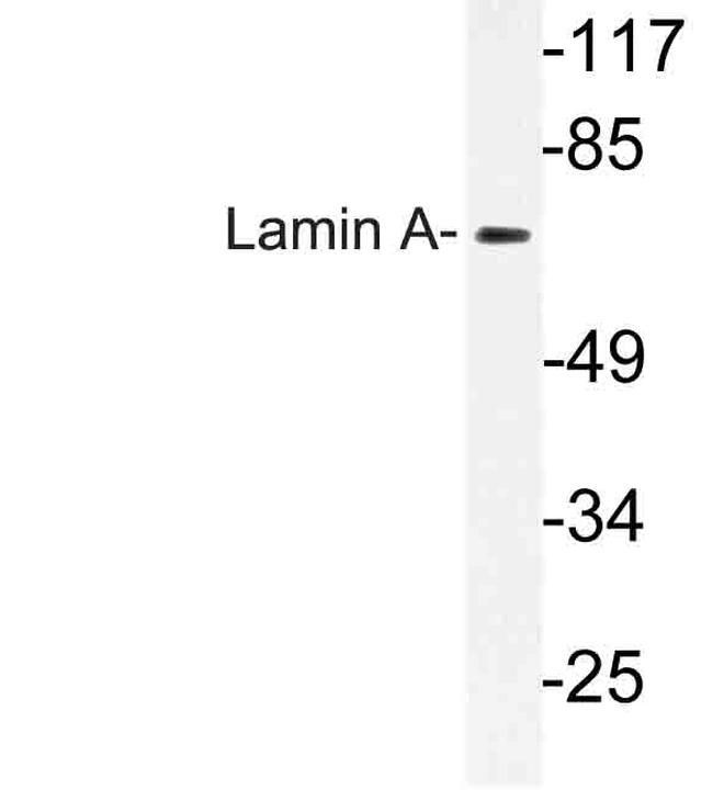 Lamin A/C Antibody in Western Blot (WB)