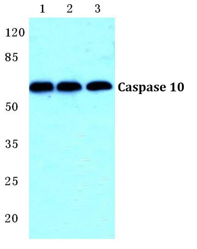Caspase 10 Antibody in Western Blot (WB)